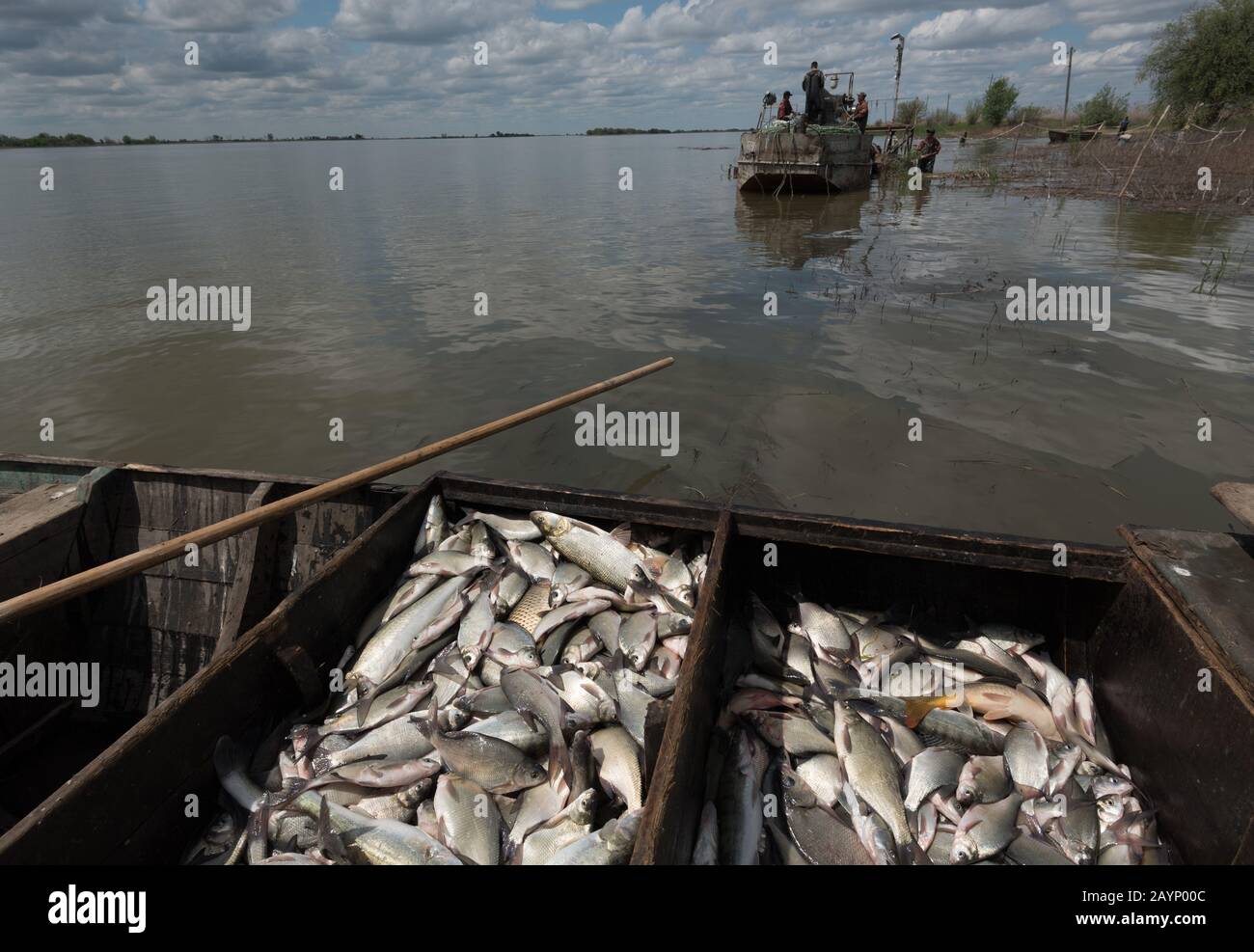 Какой промысел был распространен в районе астрахани. Волга река Астрахань рыбный промысел. Рыбный промысел в Астраханской области. Астрахань рыбный промысел 19 век. Астраханский рыбный промысел, Астрахань.
