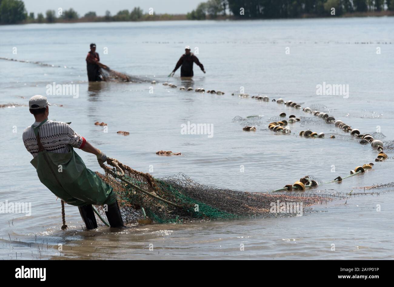 Fishermеn drag and trawls the fishing net with fish in the river, Astrakhan  Region, Russia Stock Photo - Alamy