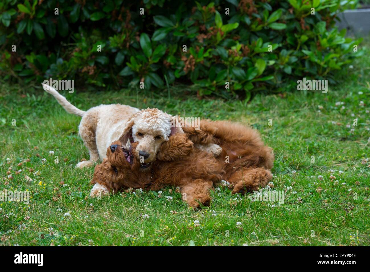 Do Puppies Get Darker Or Lighter