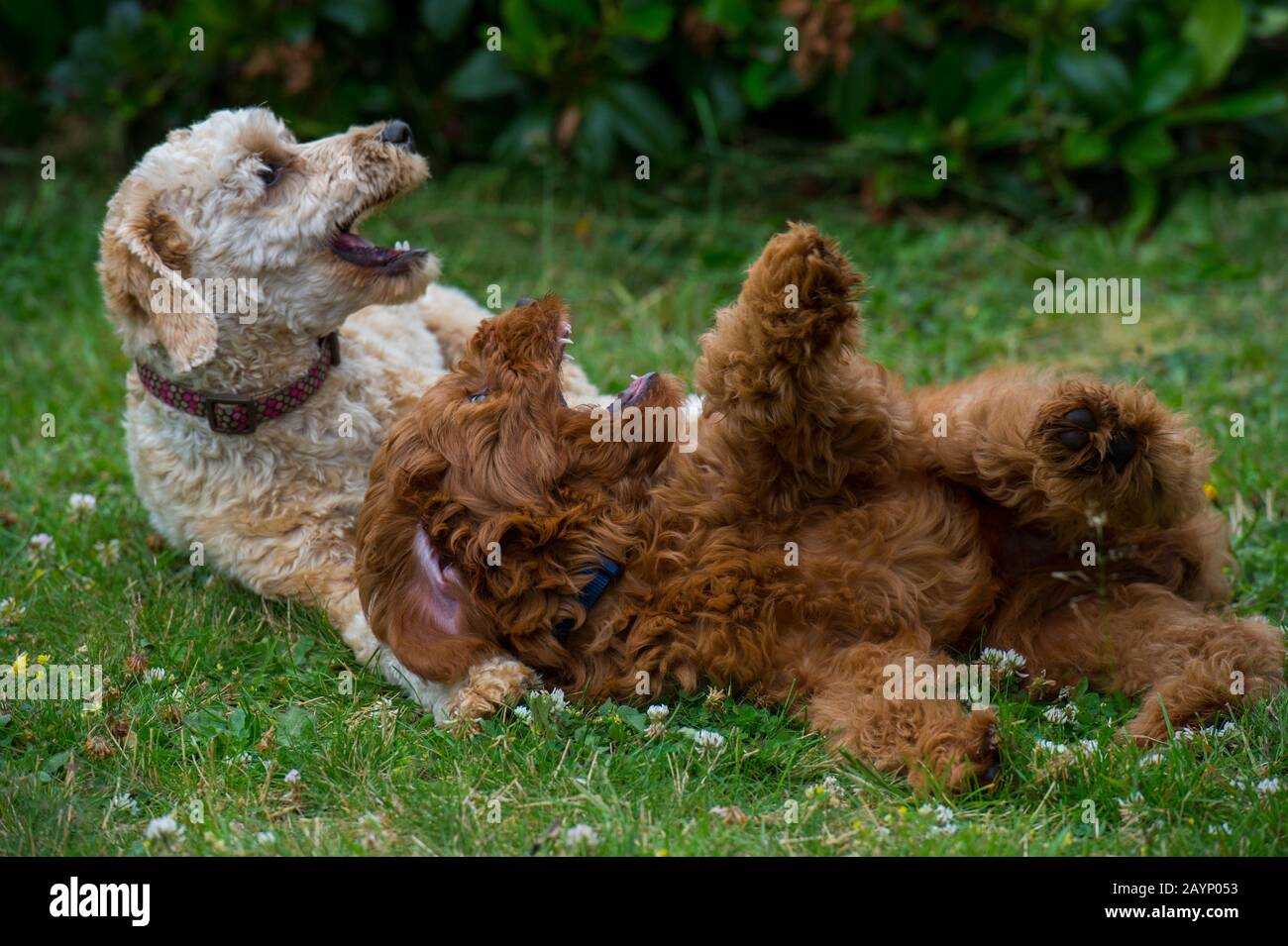 A Goldendoodle puppy (about 3 months old, darker color) and a