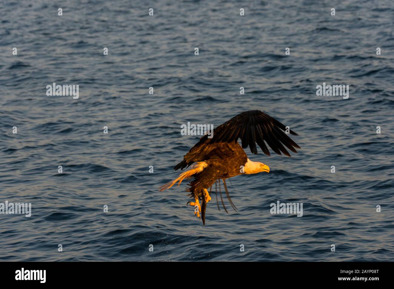 A Bald eagle (Haliaeetus leucocephalus) in flight coming in to catch a fish, near Baddeck on Bras d'Or Lake, Nova Scotia, Canada. Stock Photo