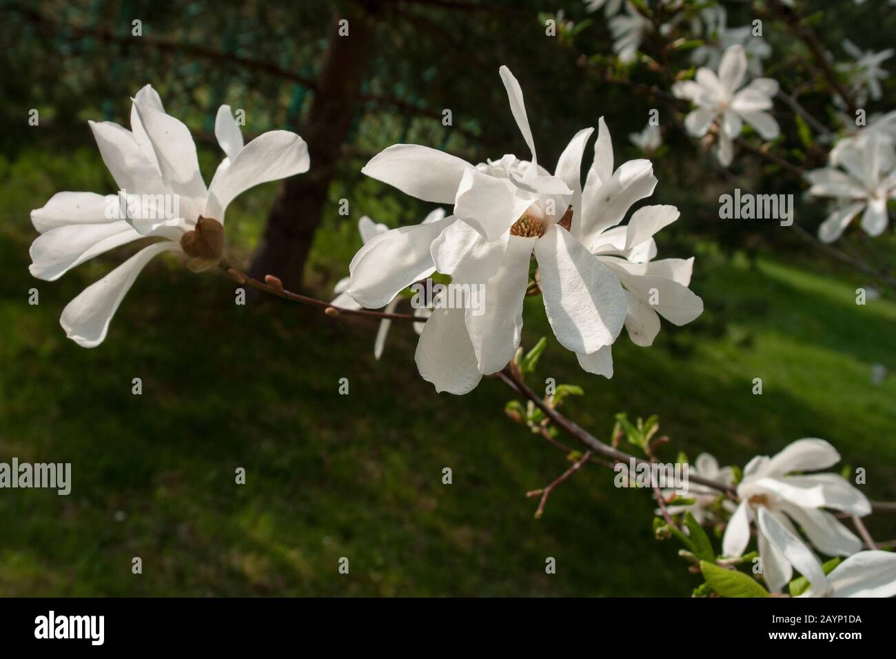 blooming magnolia spring sunny day Stock Photo - Alamy