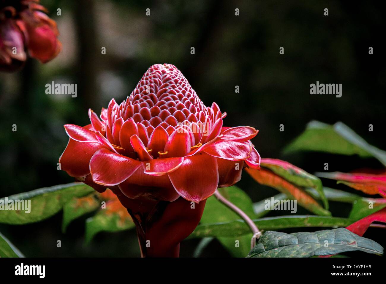 Tropical exotic flower of Etlingera elatior also known as Flower of Redemption that is native to the rainforest of Indonesia Stock Photo