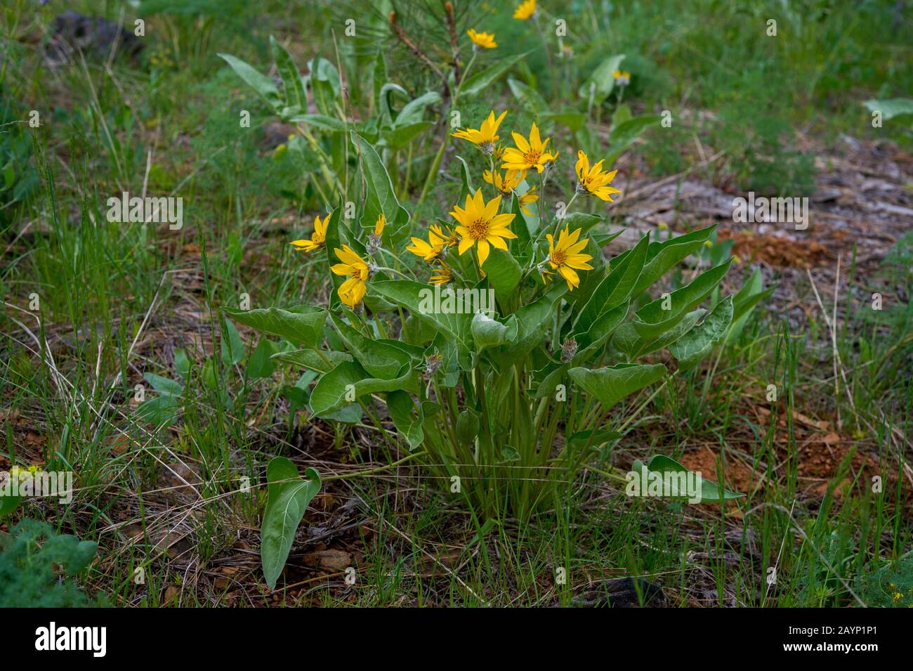 Arnica flowers in a meadow in springtime near McCall, Idaho, USA. Stock Photo