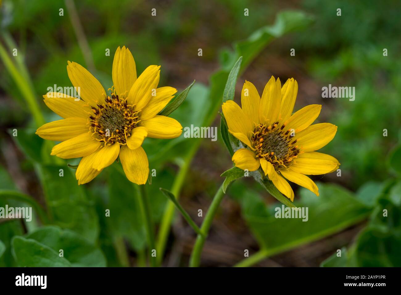 Close-up of Arnica flowers in a meadow in springtime near McCall, Idaho, USA. Stock Photo