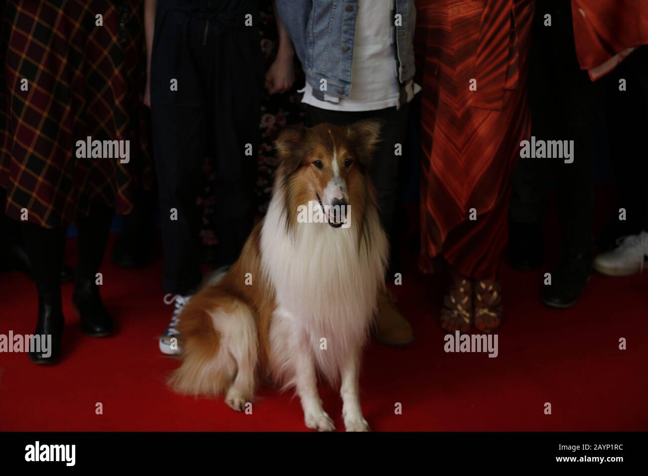 Berlin, Germany. 16th Feb, 2020. Berlin: The photo shows Lassi on the red carpet in front of the Zoo Palast for the world premiere of LASSI - EINE ABENTEUERLICHE REISE (Photo by Simone Kuhlmey/Pacific Press) Credit: Pacific Press Agency/Alamy Live News Stock Photo