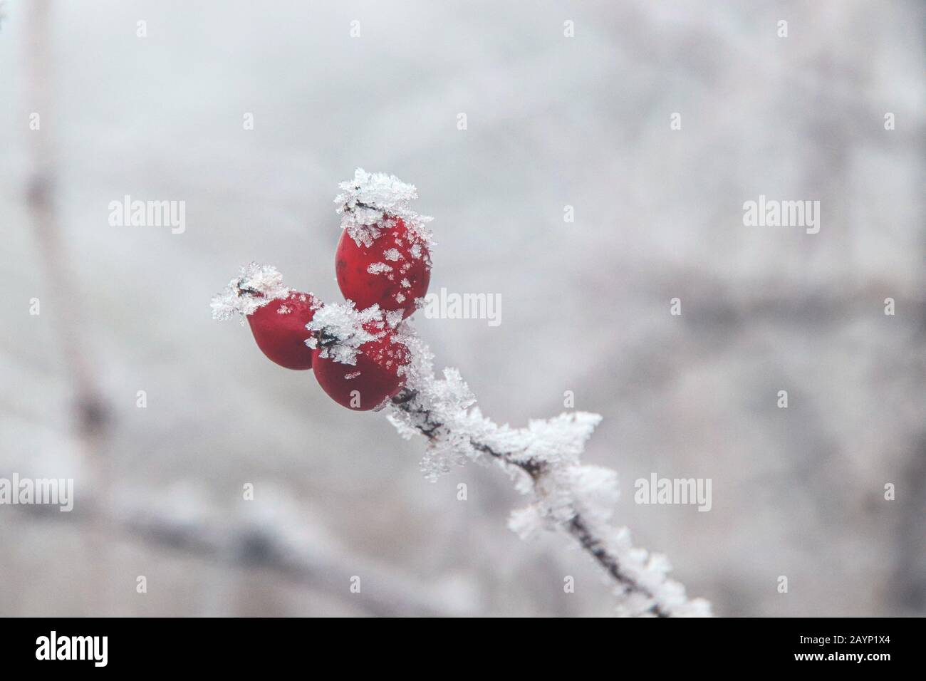 Rose hips covered in frost and snow during the winter season Stock Photo