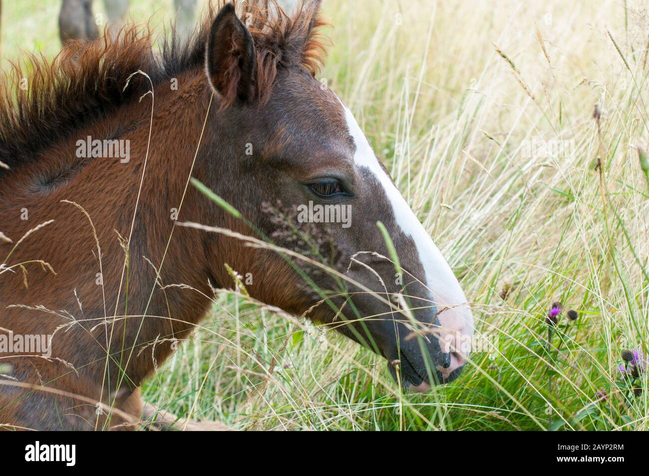Young foal horse stallion breeding hi-res stock photography and images ...