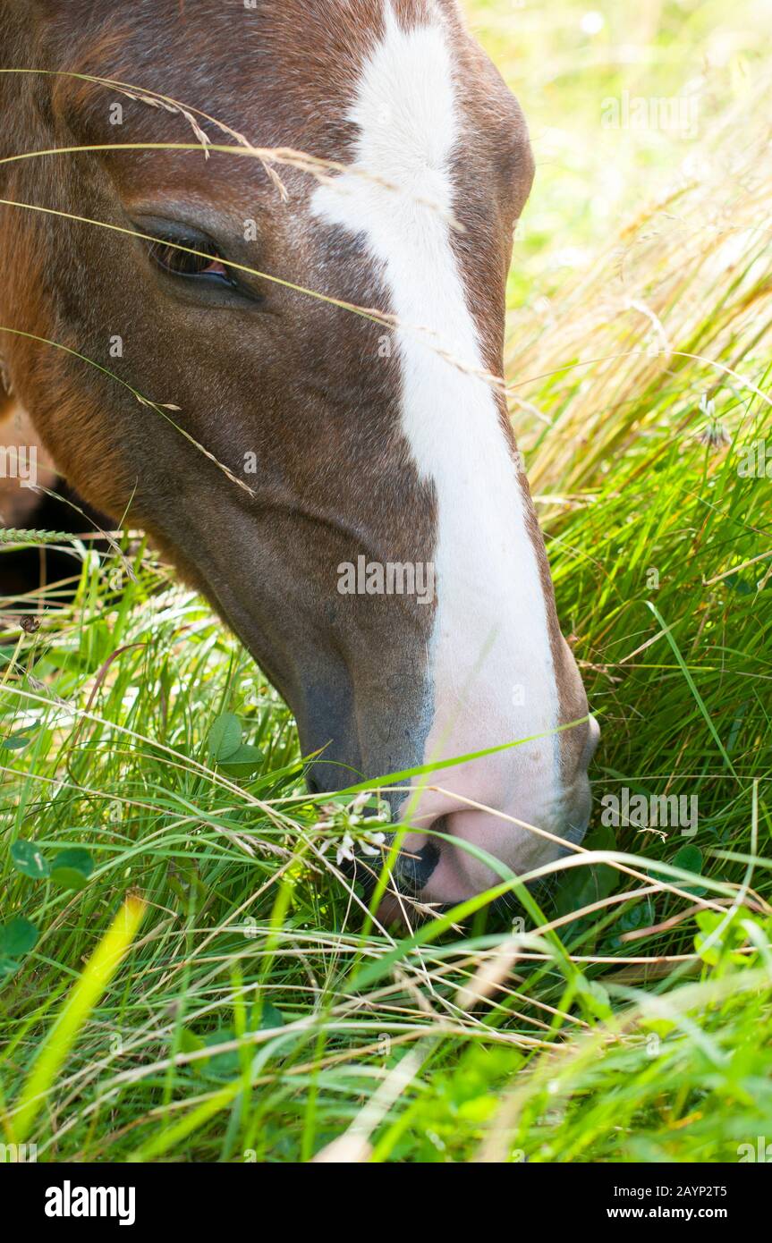 young horse resting in grass on sunny day Stock Photo