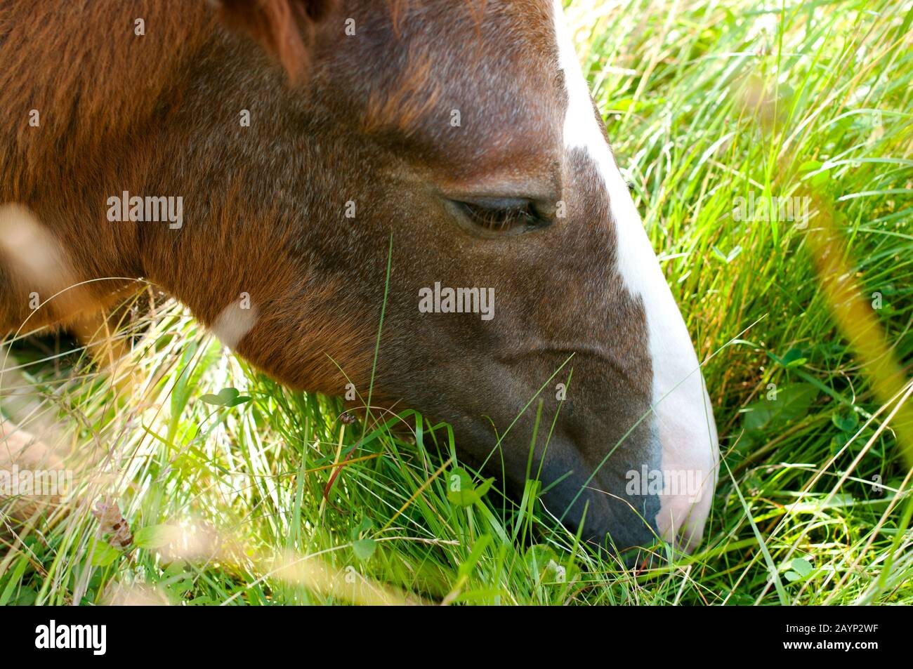 young horse resting in grass on sunny day Stock Photo