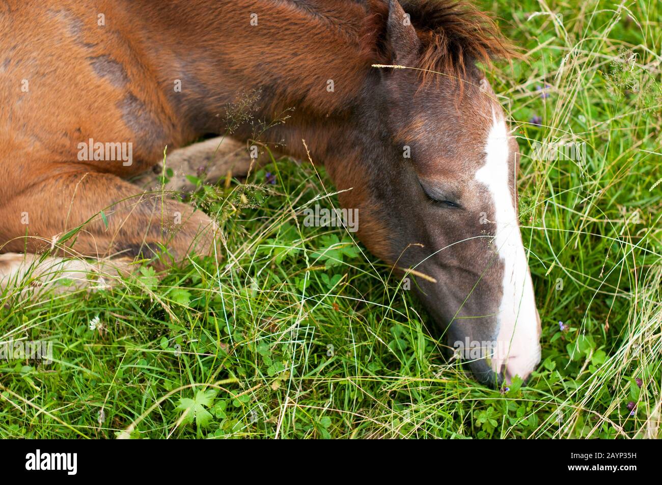 young horse resting in grass on sunny day Stock Photo