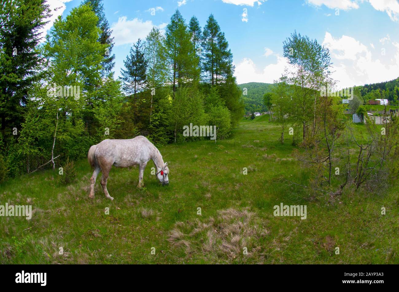 white horses in the mountains in summer Stock Photo