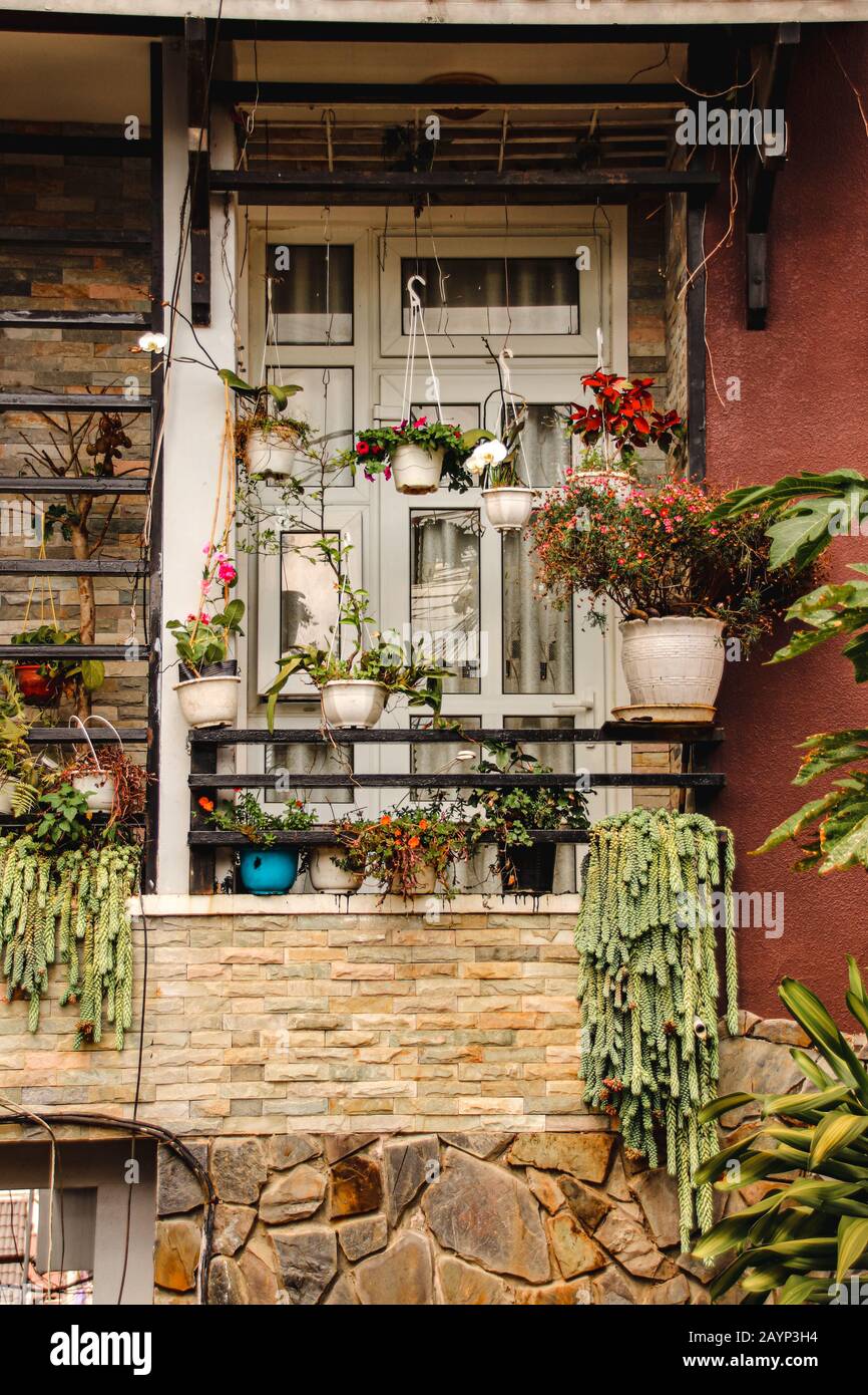 Beautiful house plants decorating a small balcony as a way of welcoming Spring time, gardening during home quarantine, coping with self isolation and Stock Photo