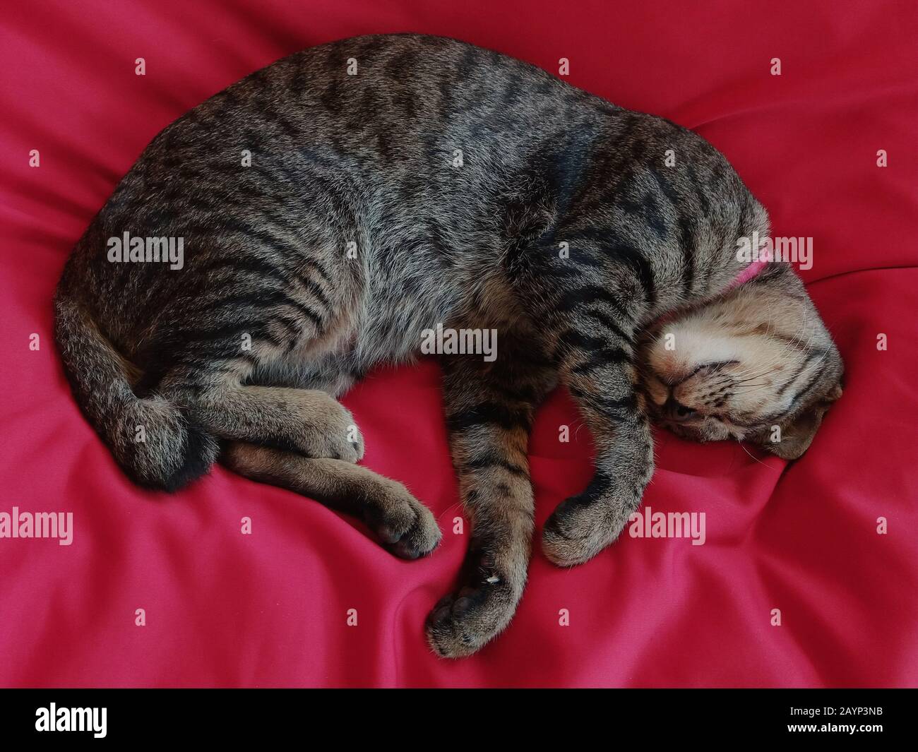 Cat sleeping on a red couch shoeing concept of the struggle and coping with home quarantine during the covid-19 pandemic outbreak Stock Photo