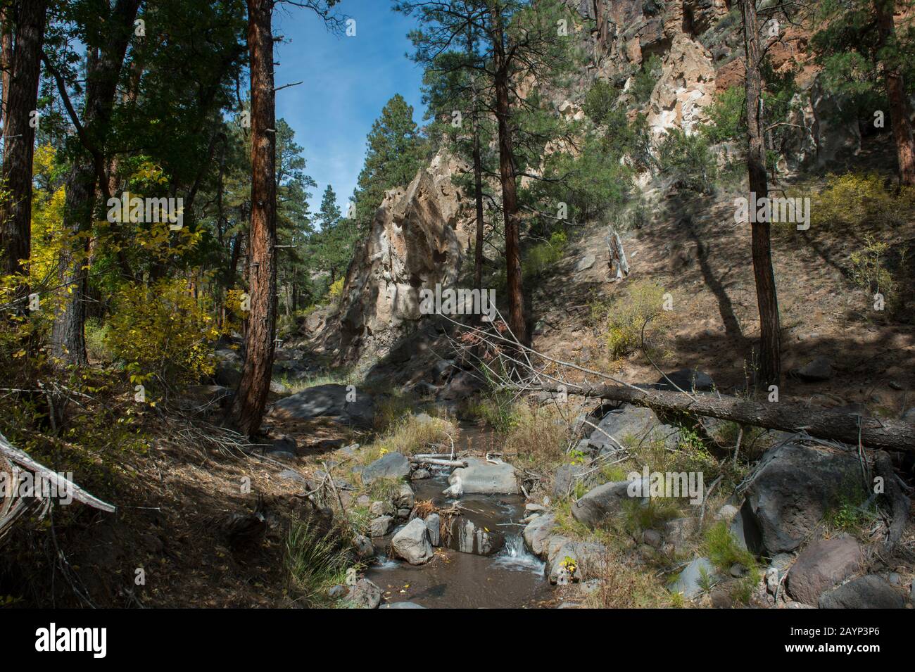 Alamos Trees High Resolution Stock Photography and Images Alamy
