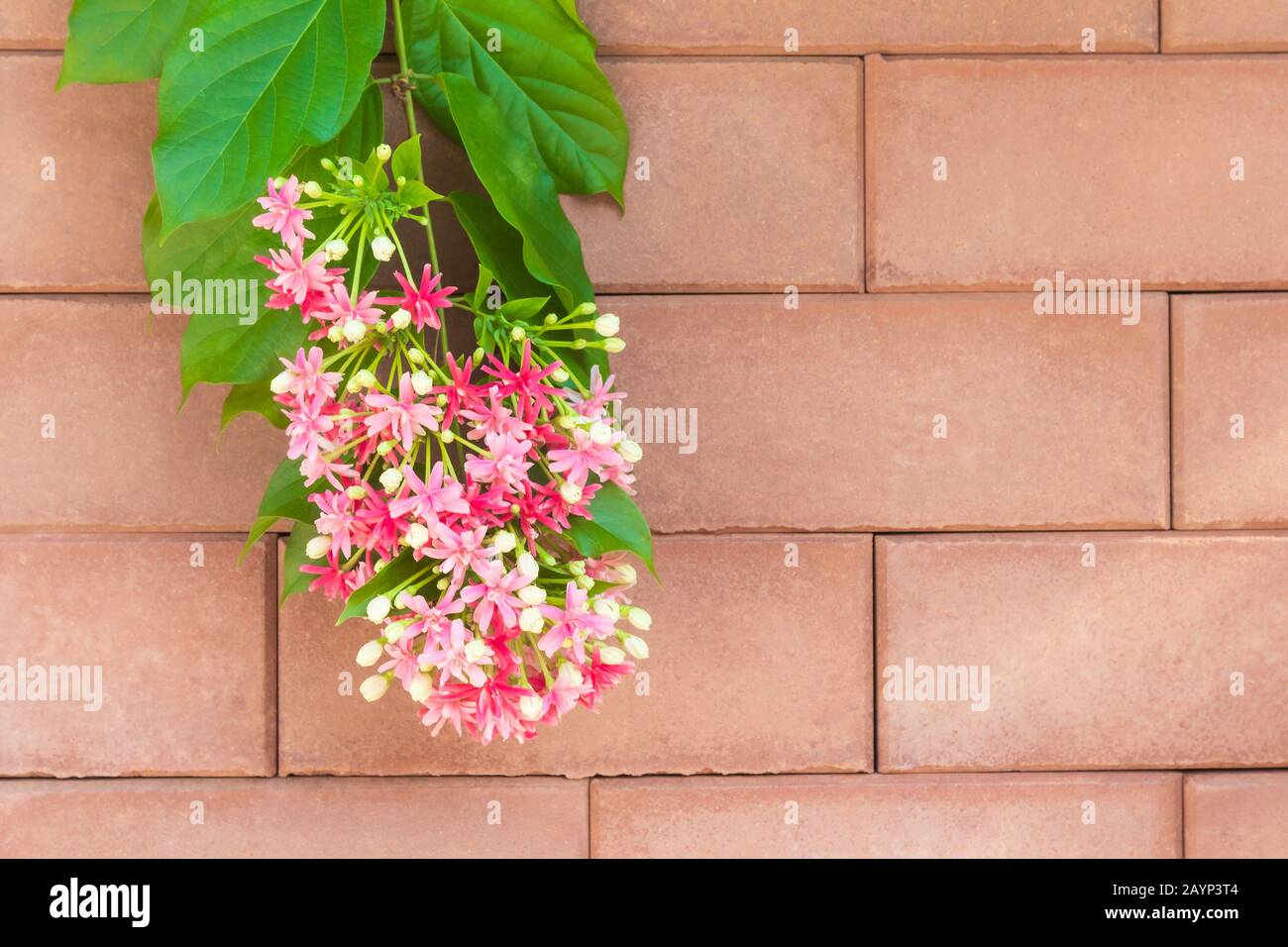 Chinese honeysuckle or Rangoon creeper, pink flowers on brick wall Stock Photo