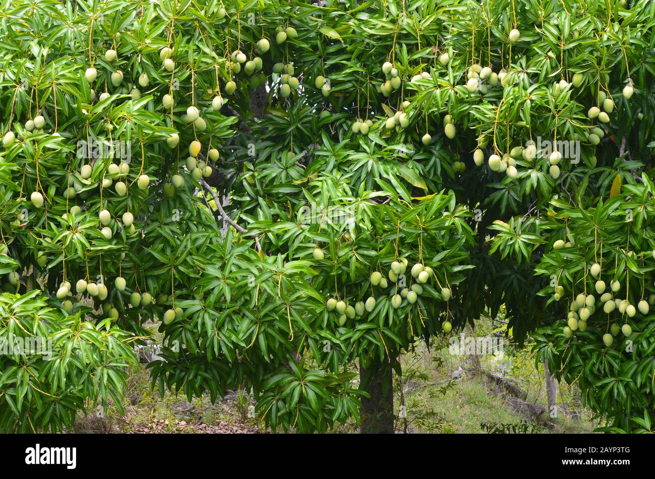 Unripe mangoes hanging from a mango tree near the village of Guisa