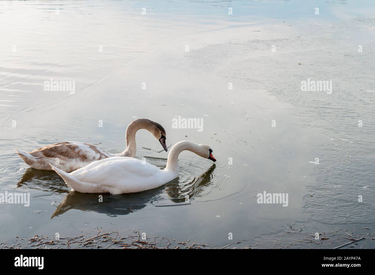 swans on an icy lake rest and swim Stock Photo