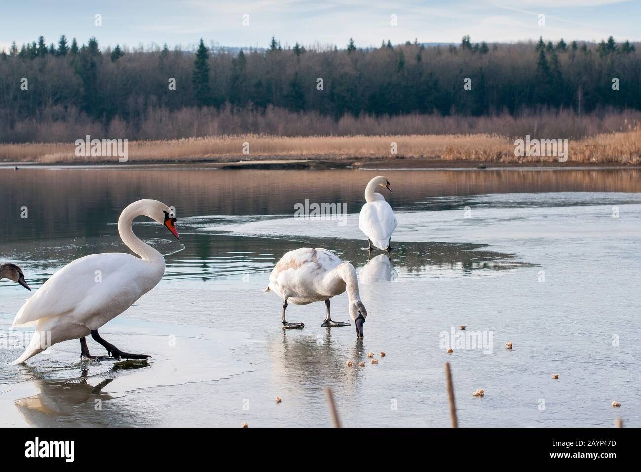 swans on an icy lake rest and swim Stock Photo