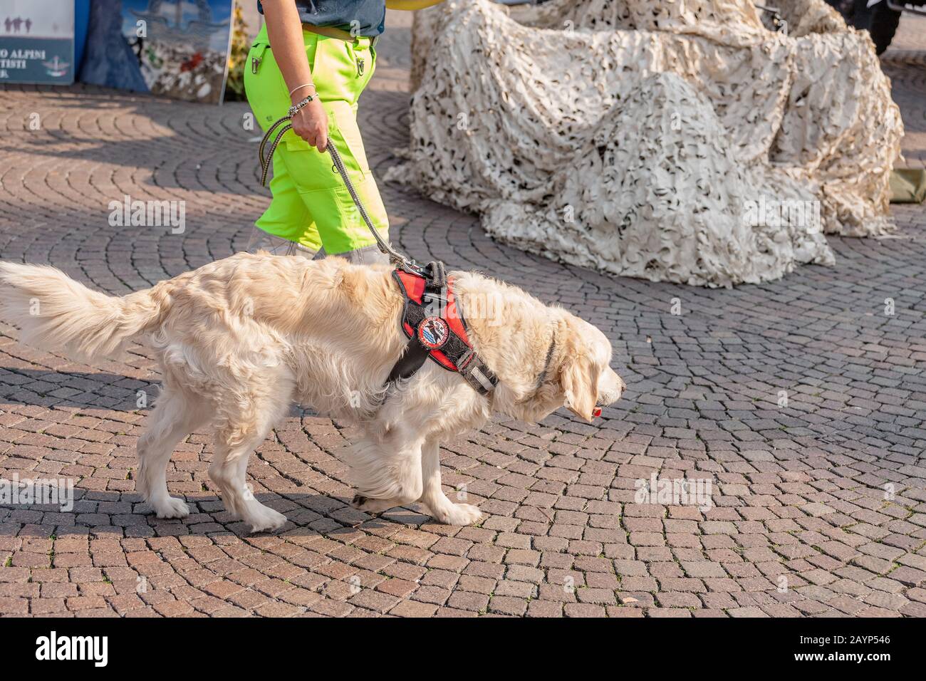20 OCTOBER 2018, VERONA, ITALY: Service dog and cynological rescue canine at the open exhibition at the city street Stock Photo