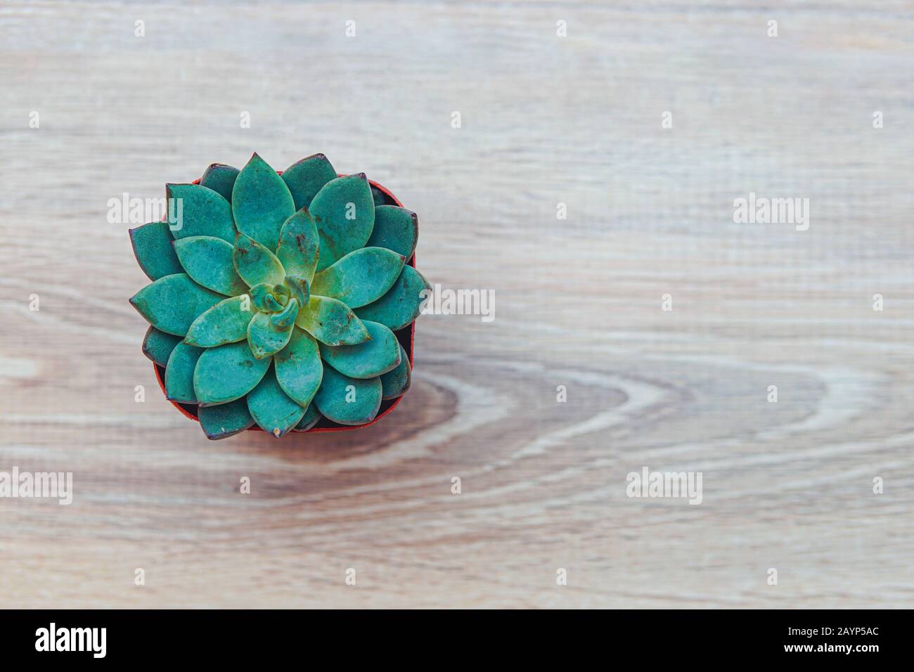 Home plant Echeveria on wooden background, with empty copy space Stock Photo