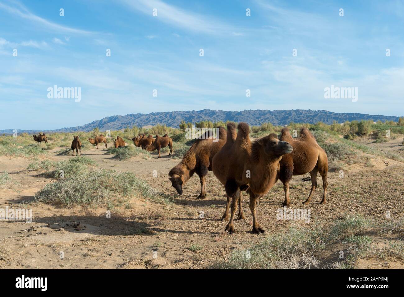 Bactrian camels grazing amongst Saxaul trees (Haloxylon ammodendron) (sometimes called sacsaoul or saksaul) at the Hongoryn Els sand dunes in the Gobi Stock Photo