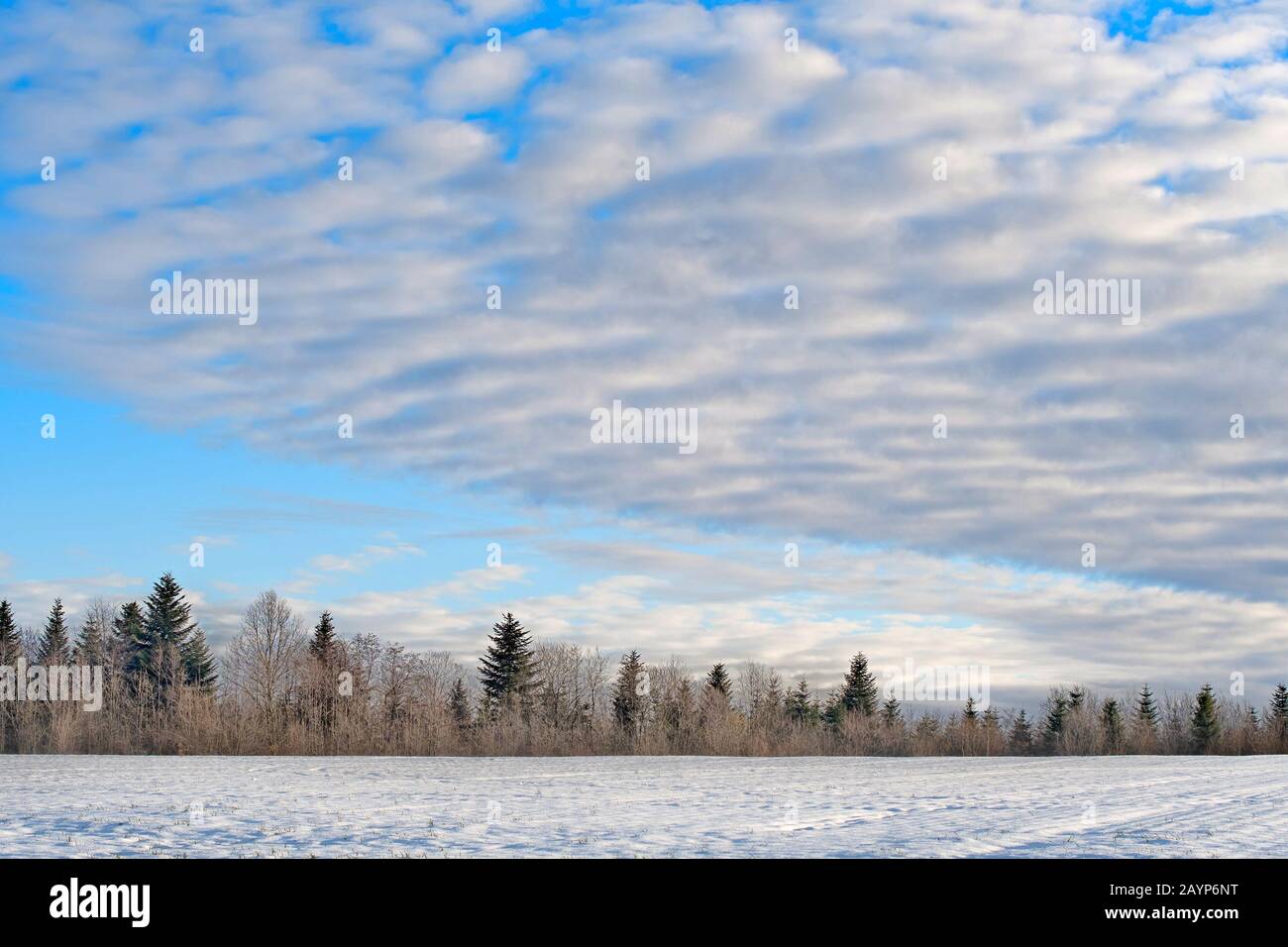 beautiful winter landscape with forest. Winter morning of a new day. Stock Photo