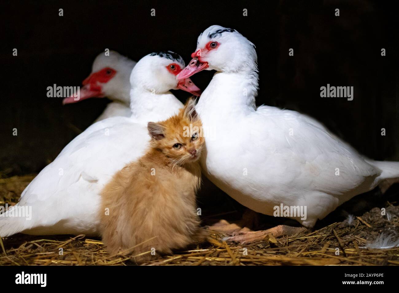 Duck foster mother for the cat. musk ducks receiving kitten Stock Photo