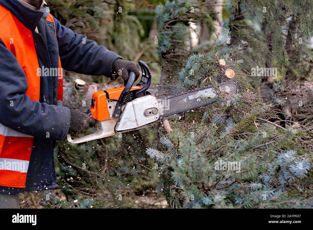 Lumberman in protective workwear sawing branches with a chainsaw from a felled tree in the pine forest Stock Photo