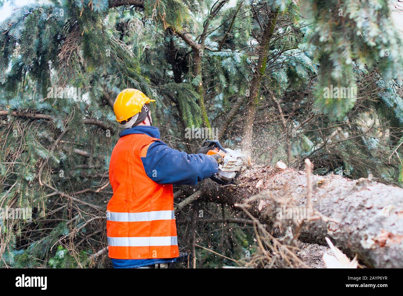 Lumberman in protective workwear sawing branches with a chainsaw from a felled tree in the pine forest Stock Photo