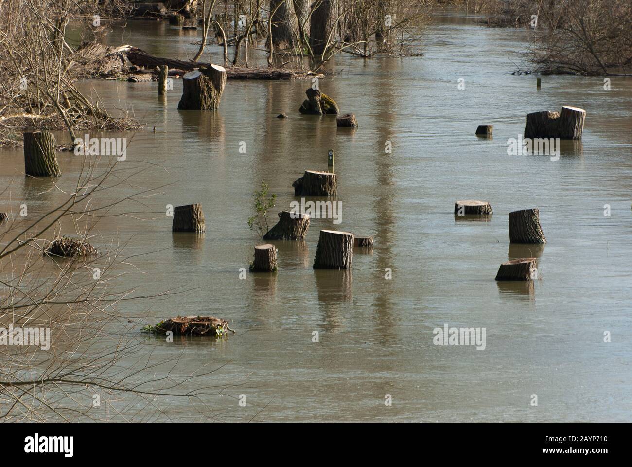 Flooding, Windsor, Berkshire, UK. 16th February, 2014. The River Thames bursts it’s banks