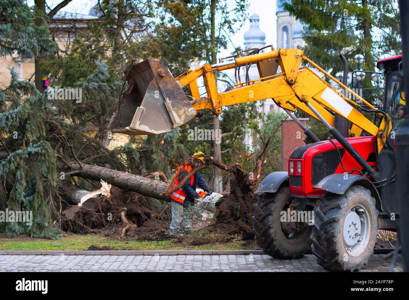 utility worker using a mechanical saw to cut a fallen tree, because of a wind storm. Stock Photo