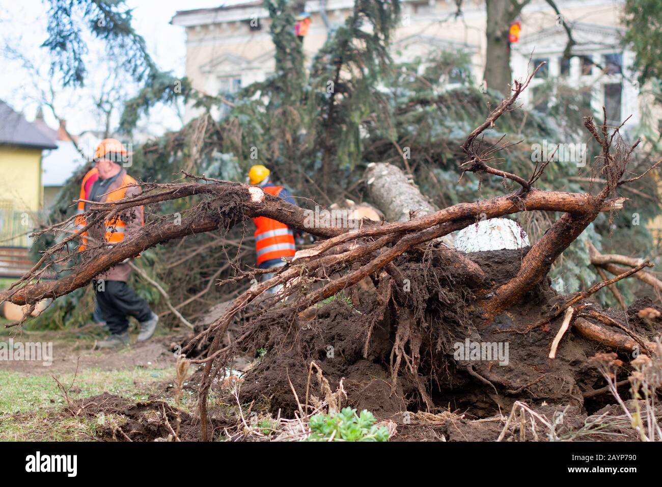 utility worker using a mechanical saw to cut a fallen tree, because of a wind storm. Stock Photo