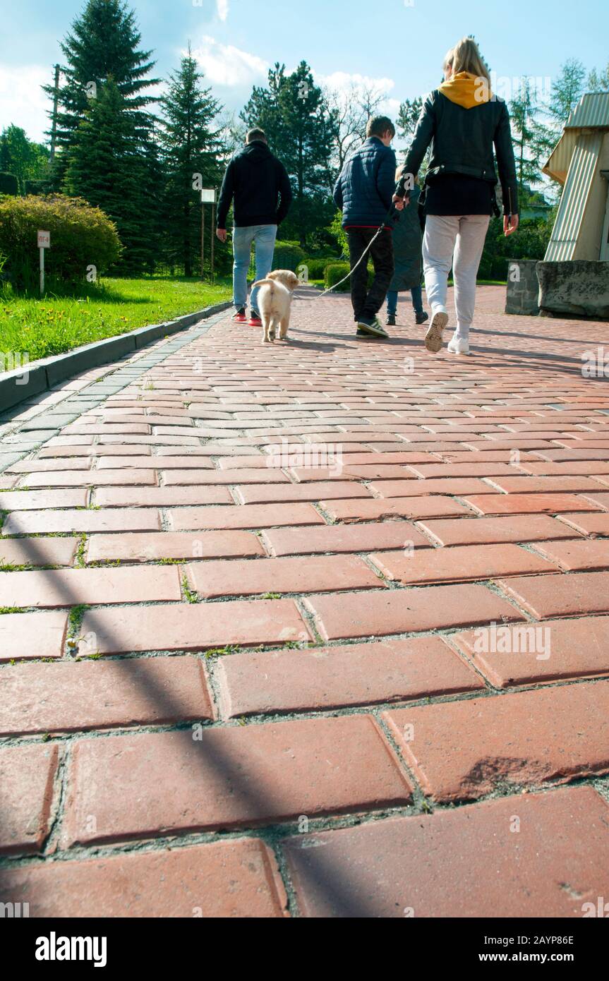 Walking a family with a dog in the open air of a bright day in the park in the park Stock Photo