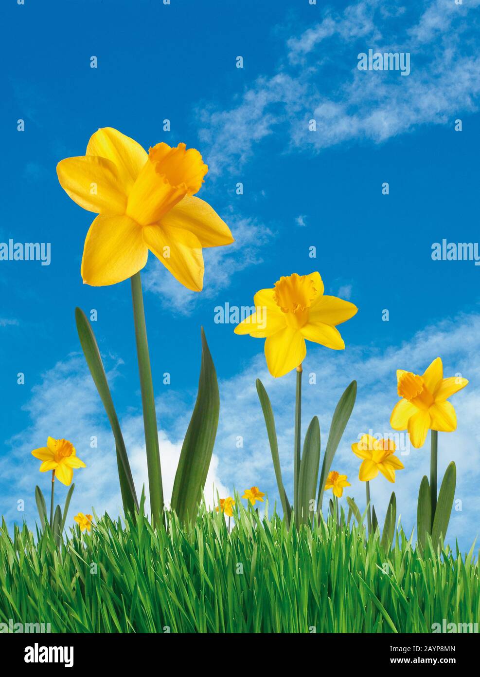 Daffodils close up against a blue sky. Low viewpoint. Spring Stock Photo