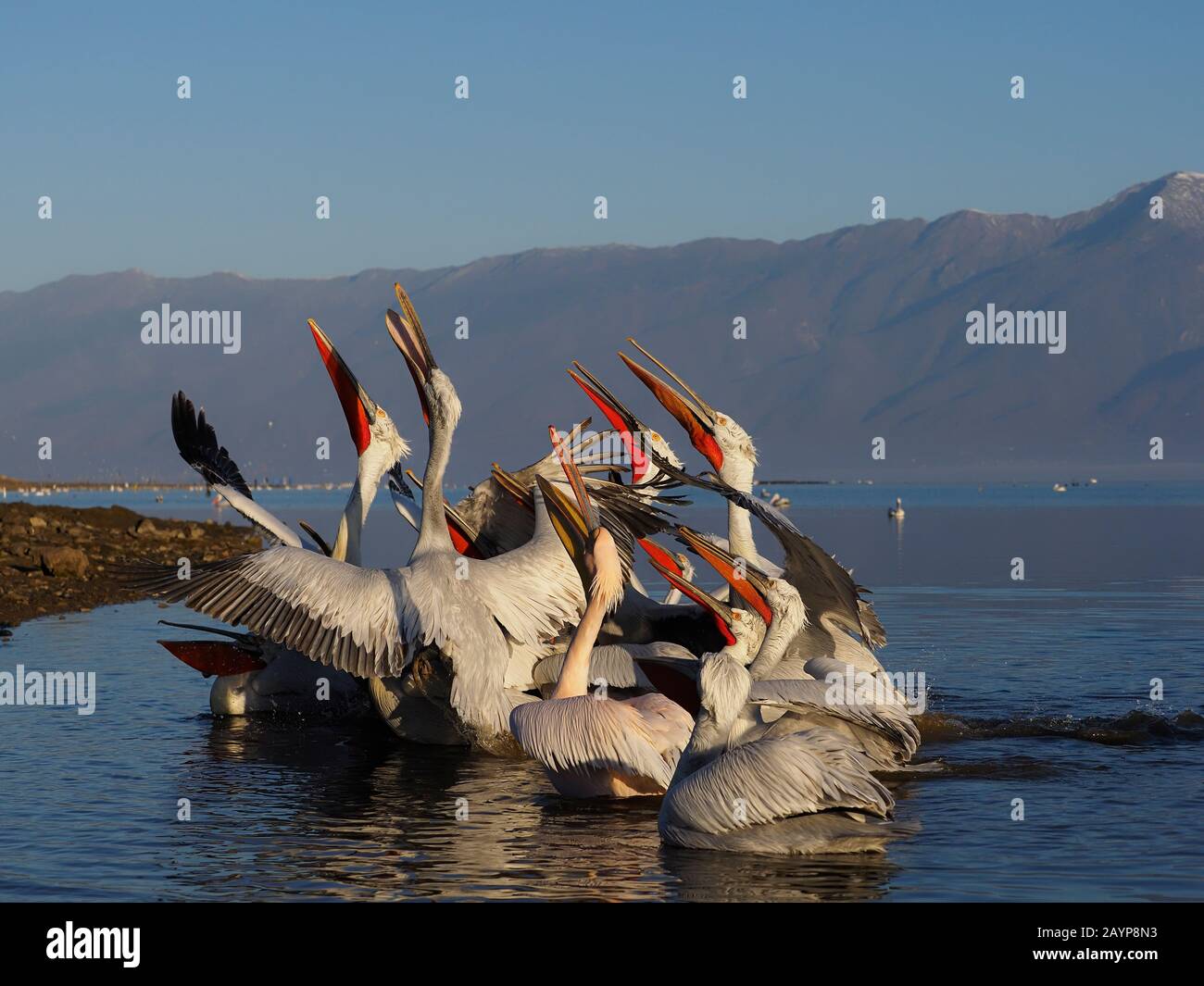 Dalmatian pelican, Pelecanus crispus, group of birds, Greece, February 2020 Stock Photo