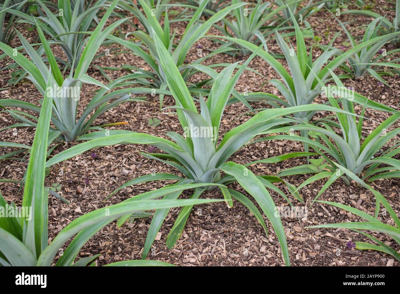 Pineapple plants in a greenhouse Stock Photo