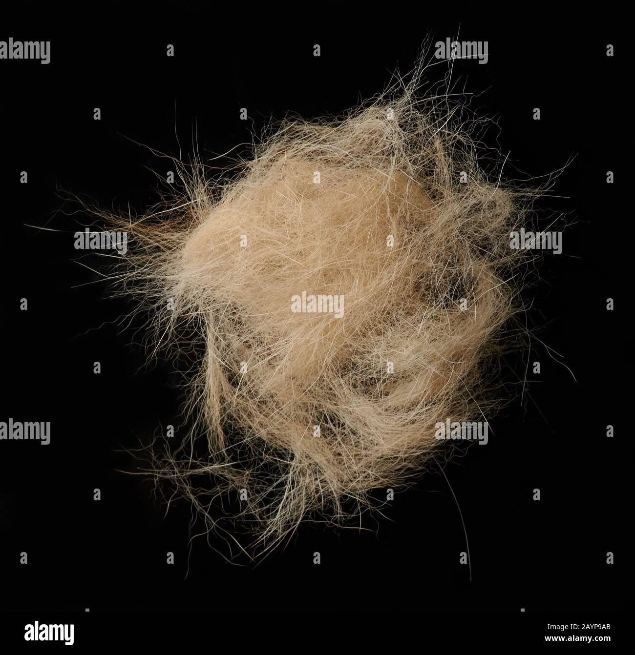 Tuft Dogs Dog loosing hair theme. Piece of animal tuft Stock Photo - Alamy