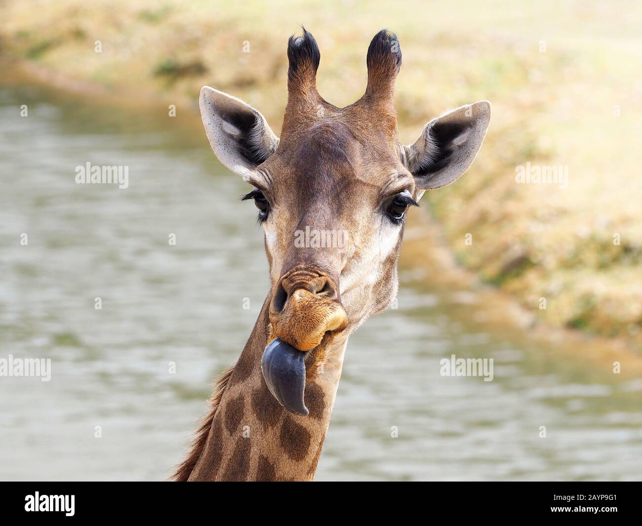 Portrait of a funny giraffe with a blue tongue on a blurry background. Stock Photo