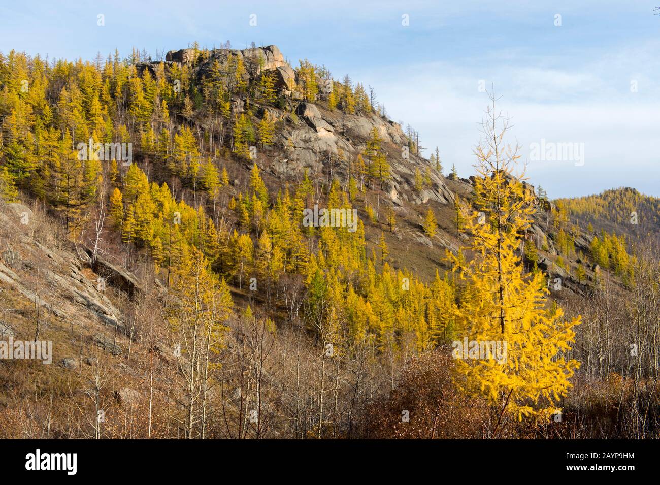 View from the Ariyabal Meditation temple of the valley with Dahurian larch (Larix gmelinii) trees in Gorkhi Terelj National Park which is 60 km from U Stock Photo