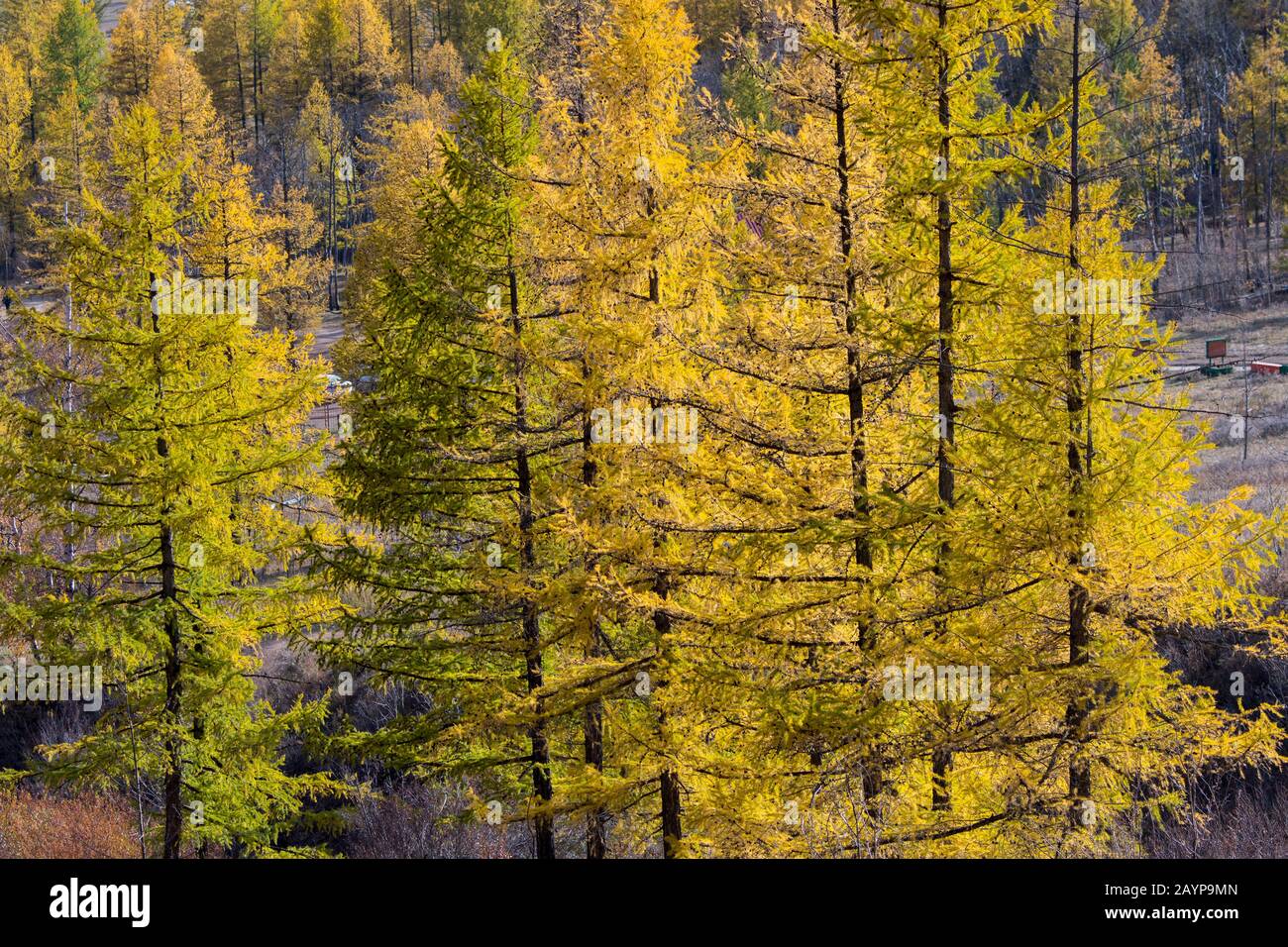 Dahurian larch (Larix gmelinii) trees in the fall in Gorkhi Terelj National Park which is 60 km from Ulaanbaatar, Mongolia. Stock Photo