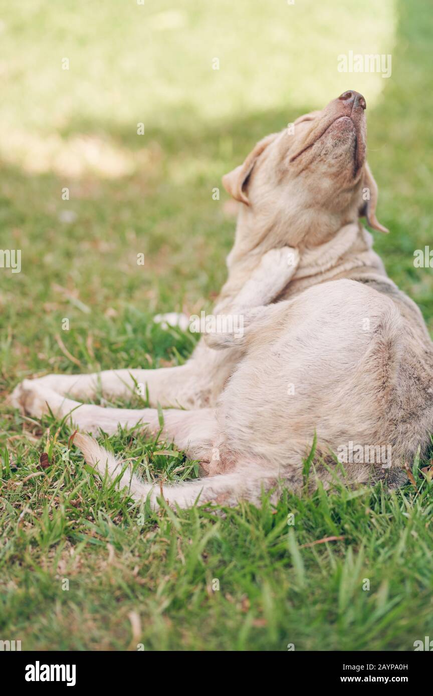 Scratching himself brown dog on park green grass background Stock Photo