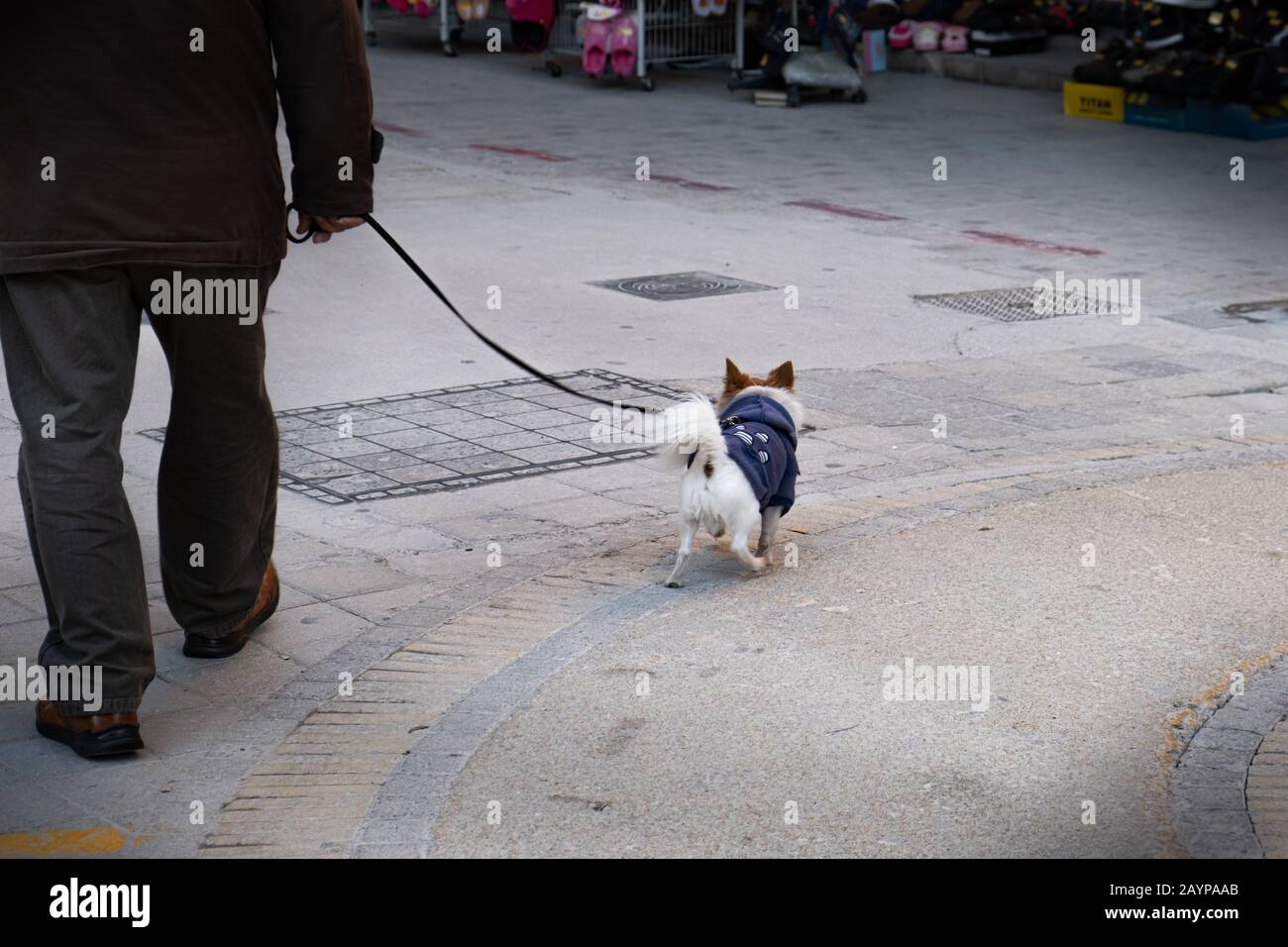 Unrecognized senior adult holding his white small dog walking in the streets Stock Photo
