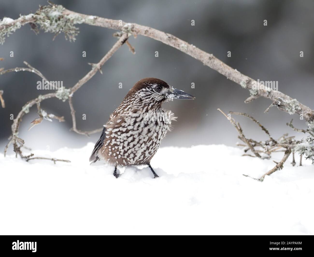 Nutcracker bird uk hires stock photography and images Alamy