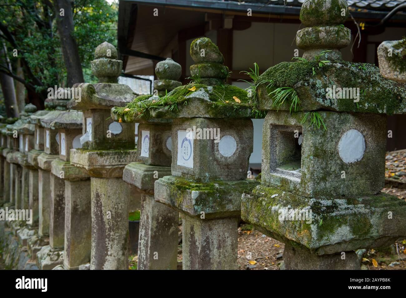 Moss is growing on the stone lanterns at the Kasuga Taisha Shinen Manyo Botanical Garden near the Kasuga Shrine (Kasuga-taisha) in the city of Nara, i Stock Photo