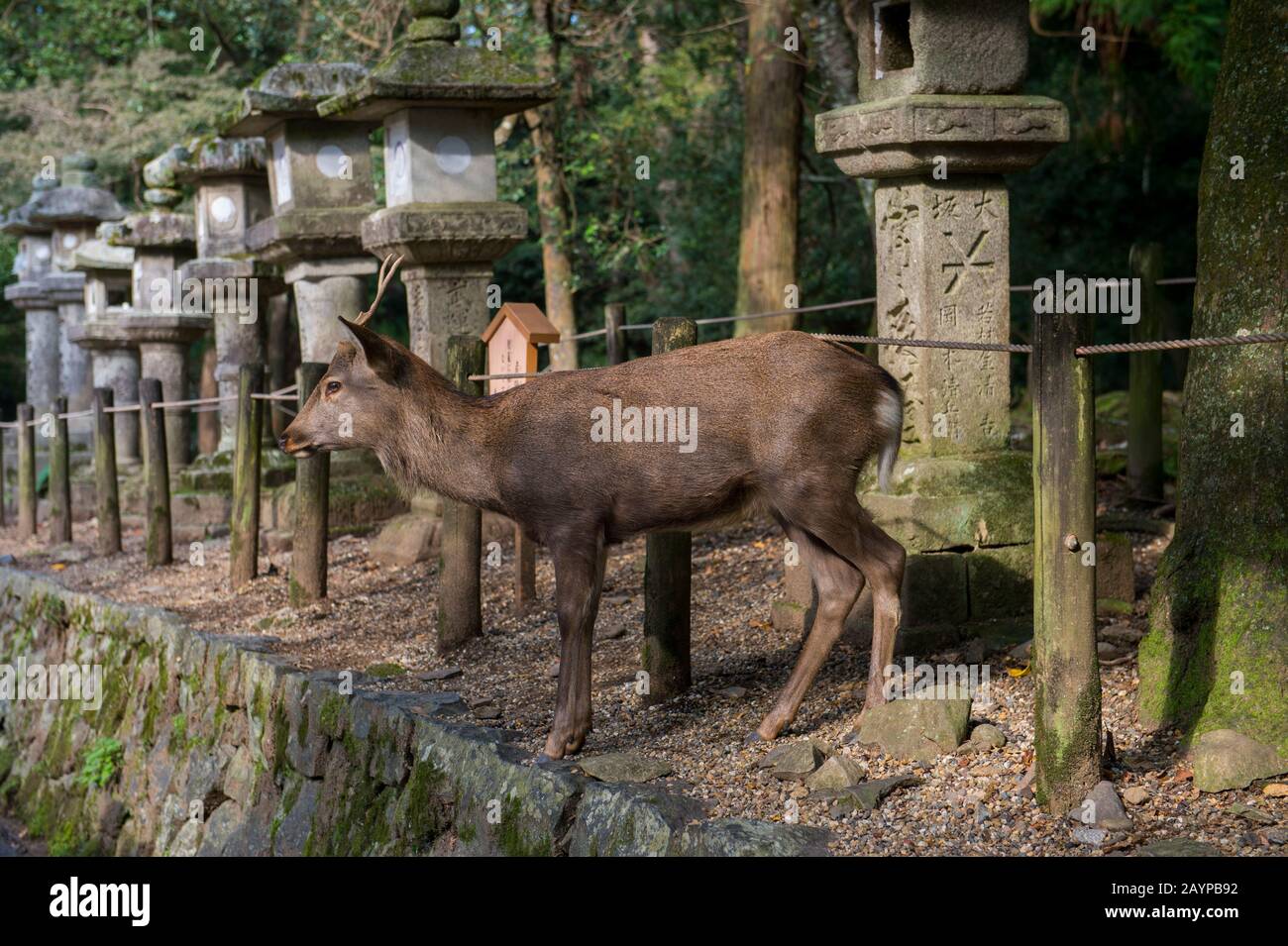 A Sika deer walking through a row of stone lanterns at the Kasuga Taisha Shinen Manyo Botanical Garden near the Kasuga Shrine (Kasuga-taisha) in the c Stock Photo