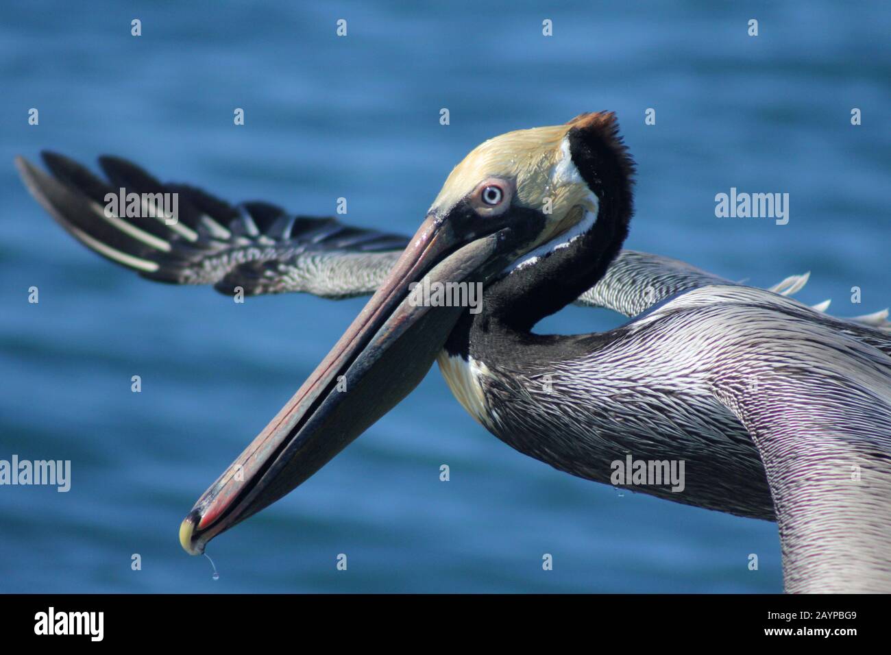 Brown pelican (Pelecanus occidentalis) in flight, San Diego, Bay, California Stock Photo