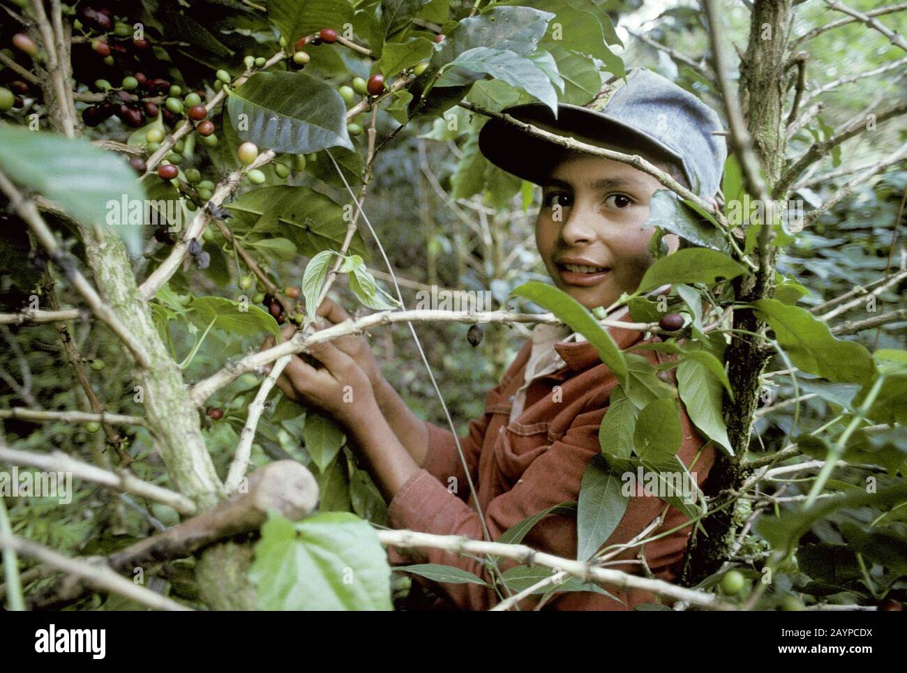 Honduran coffee industry hires stock photography and images Alamy