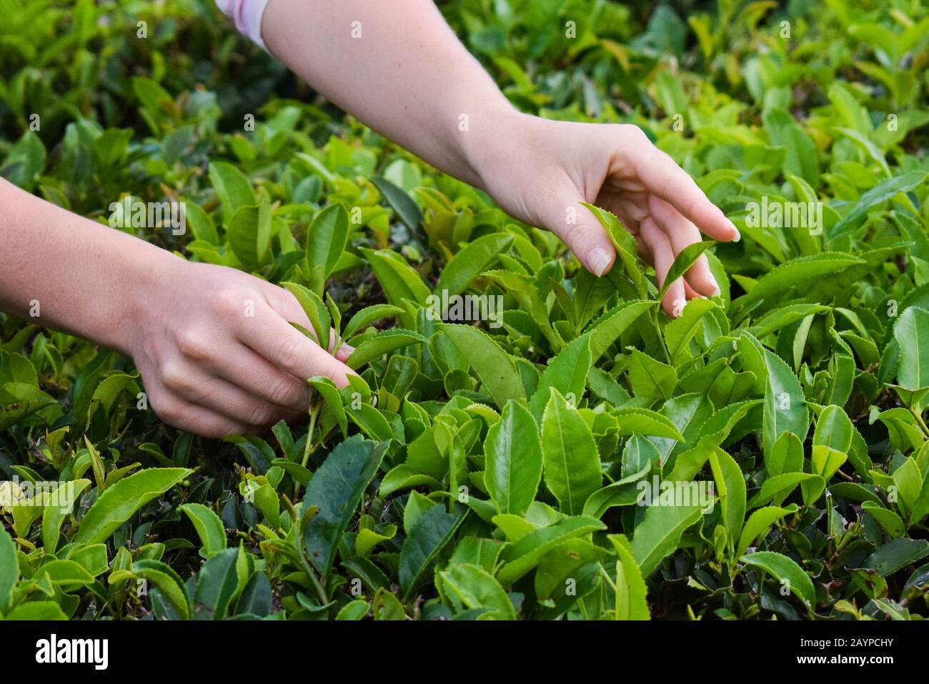 Tea harvesting, close up, hands picking leaves Stock Photo