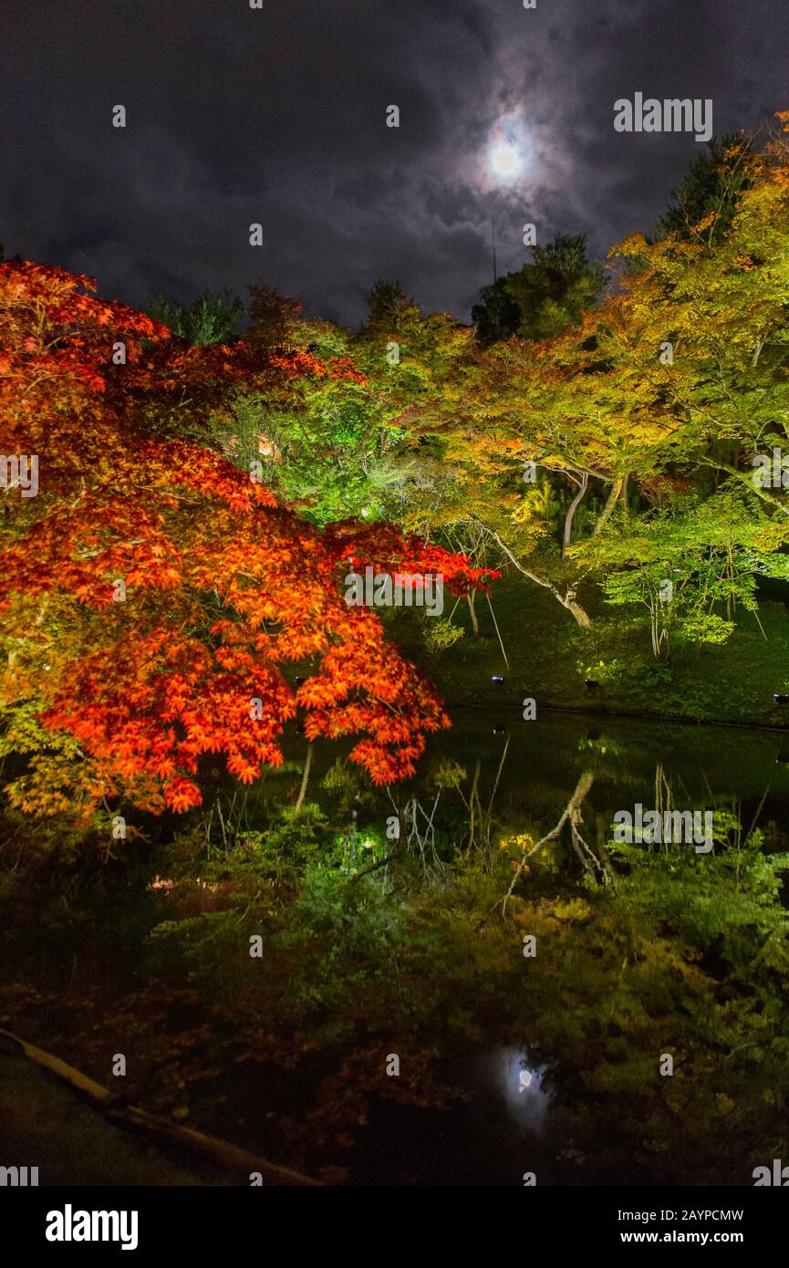 The garden of the Kodai-ji Temple, which is located at the foot of Higashiyama Ryozen Mountains in Kyoto, Japan, with trees in fall colors illuminated Stock Photo